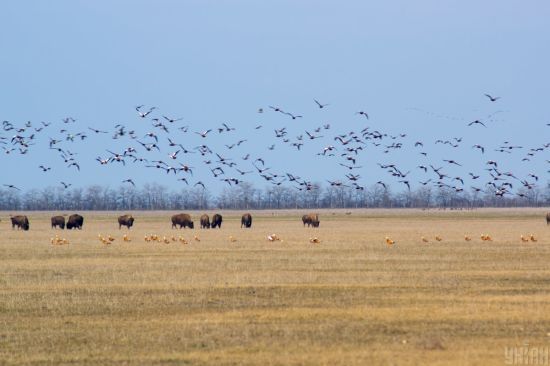 Чи знищили "Асканію-Нову": що насправді відбувається в окупованому заповіднику