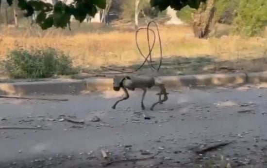 "Пси війни": ЗСУ тестують британських роботів-собак у реальних бойових умовах (відео)