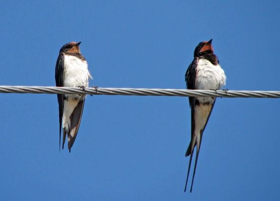 Чому птахів, що сидять на дротах не б'є струмом: пояснення вчених