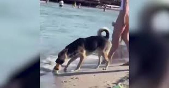 В Одесі на пляжі собака вкрав пиво у людей: з'явилося кумедне відео
