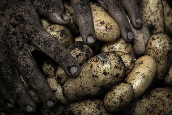 Навіть в найсирішому льосі не проросте: що покласти поряд з картоплею