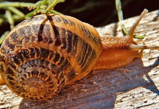 Нашестя гігантських равликів-вбивць розміром зі щурів тримає місто в страху: що відомо