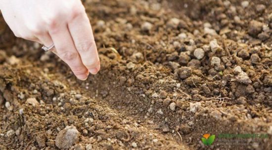 Що посадити на городі під зиму: не лише часник та цибулю