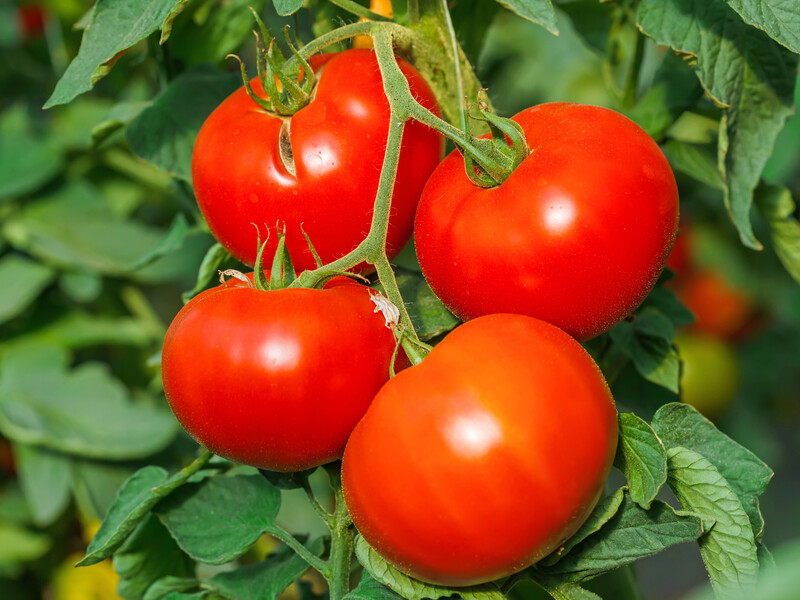 "Від урожаю будете в захваті". Посадіть ці рослини після збирання томатів "Від урожаю будете в захваті". Посадіть ці рослини після збирання томатів