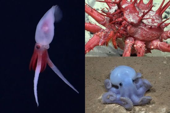 Дайвери знайшли 20 нових "іншопланетних" видів у незвіданій 900-метровій підводній горі – фото