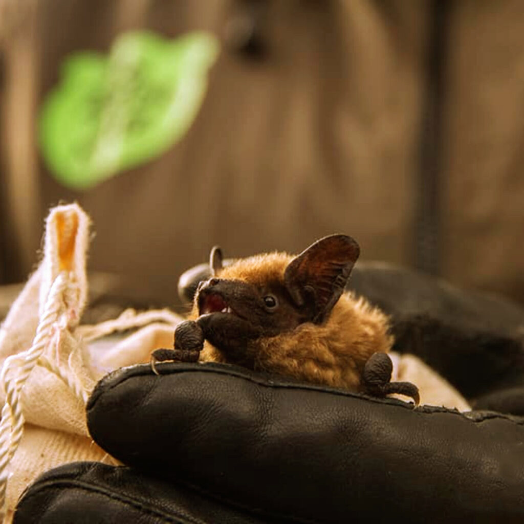 Що робити, якщо вдома знайшли кажана Що робити, якщо вдома знайшли кажана