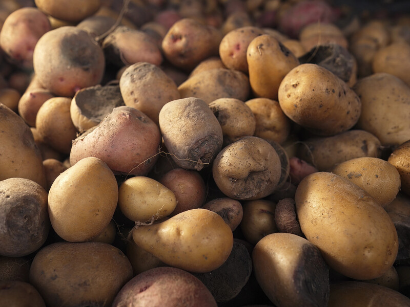 Проведіть це оброблення – і дротяник зникне