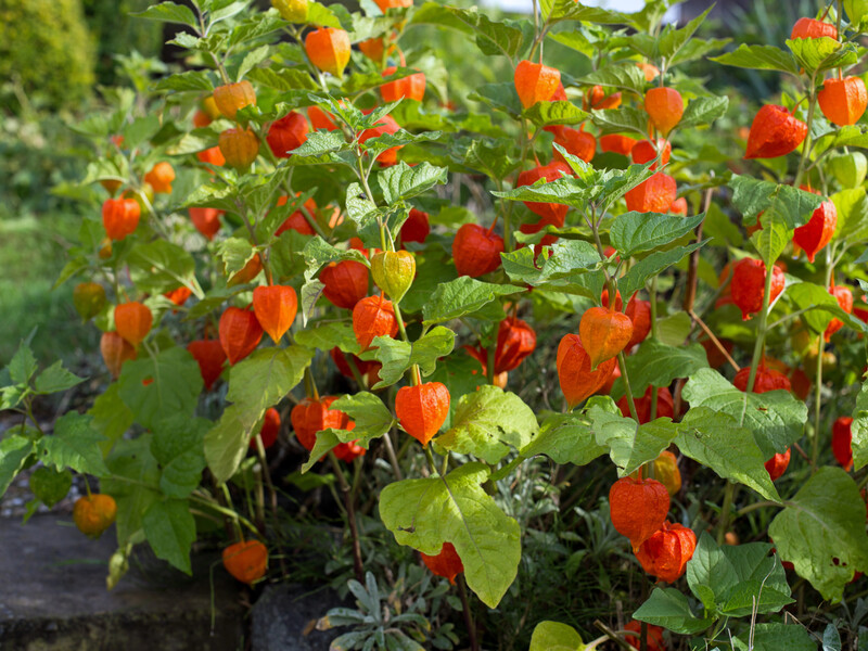 Як восени розмножувати фізаліс на дачі, ягоди якого на ринку коштують понад 1 тис. грн за кілограм Як восени розмножувати фізаліс на дачі, ягоди якого на ринку коштують понад 1 тис. грн за кілограм