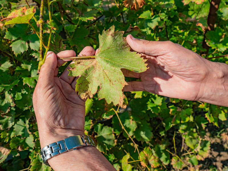 Щоб лози не хворіли після збору винограду, оприскайте їх цим настоєм – улітку подвоїте урожай
