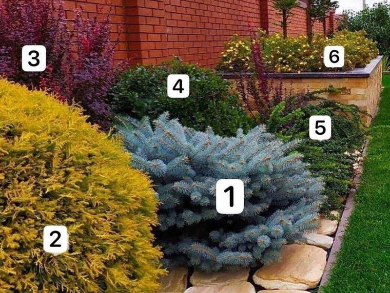 Увесь рік така клумба майже без догляду буде виглядати гарно і дорого – що посадити вздовж паркану