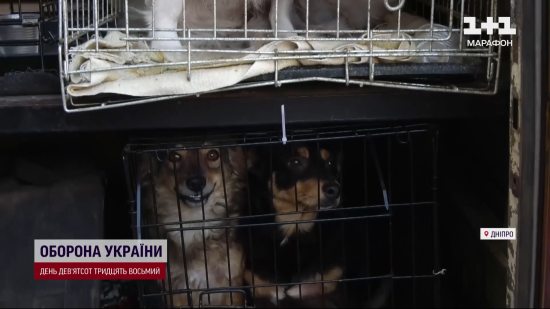 Як під обстрілами на Донеччині рятують тварин, яких покинули люди, що тікали від війни