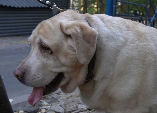 У розбомбленому будинку у Харкові чоловік не хотів залишати свого улюбленця: як усе закінчилося (фото, відео)