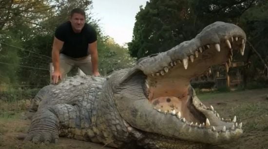 123-річний секс-божевільний крокодил має шістьох "дружин" і 10 000 дітей – фото