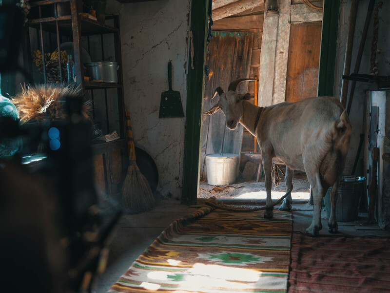 "Коза Юта підхопила зіркову хворобу". В Україні завершилися зйомки кіноальманаху "Війна очима тварин". Фото
