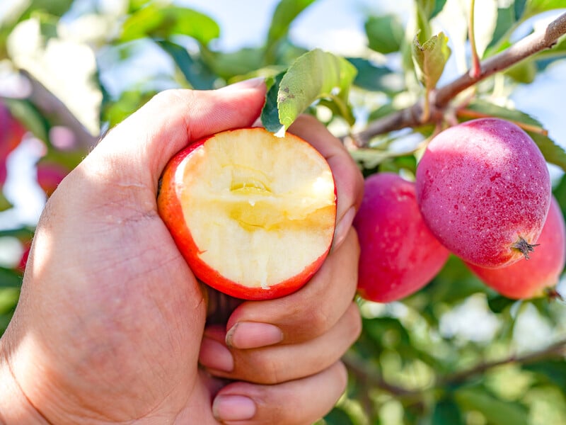Нанесіть на яблуко цей аптечний препарат – і терміново збирайте врожай, якщо воно вкрилося плямами