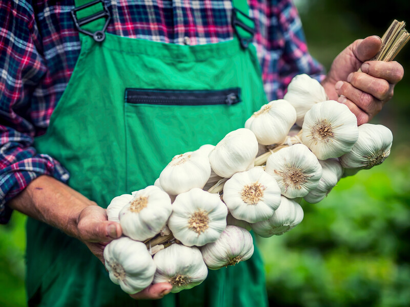 "Ось що я кладу в лунки, щоб часник виріс крупним". Це підживлення збільшить урожайність у рази