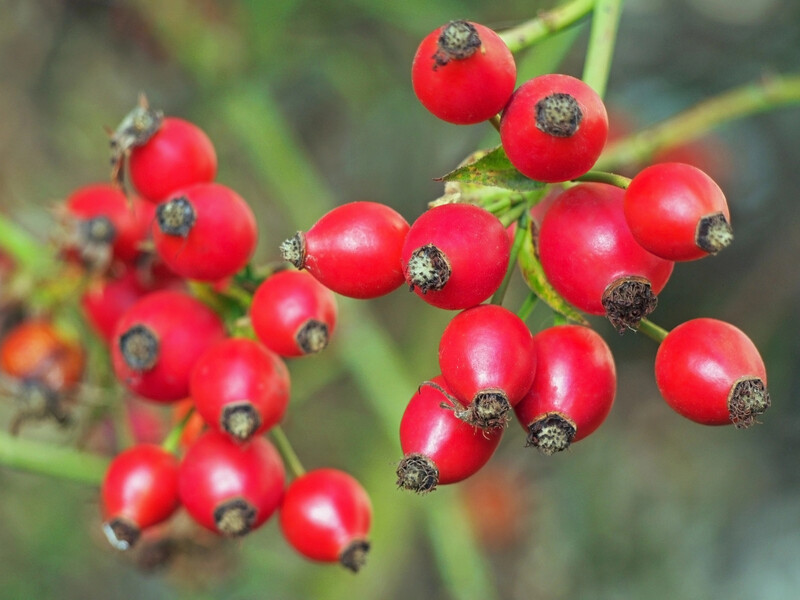 Придивіться до кольору ягід своєї шипшини: чи дійсно плоди містять вітаміни й де їх найбільше?