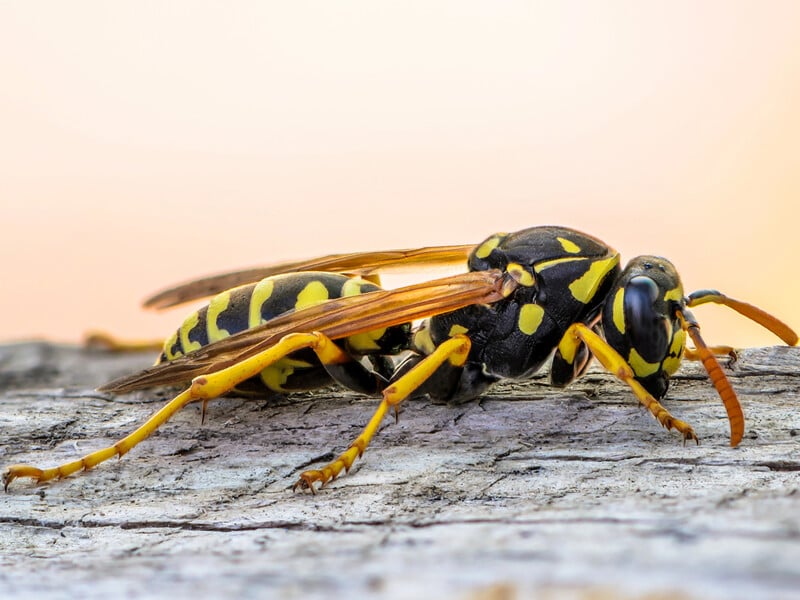 Швидко потріть цим місце укусу й одразу змийте водою. Що робити, якщо покусали бджоли або оси Швидко потріть цим місце укусу й одразу змийте водою. Що робити, якщо покусали бджоли або оси