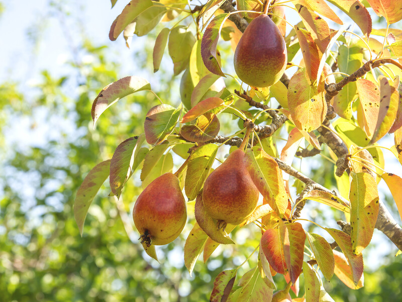 Якщо листя груші почервоніло – зробіть це підживлення Якщо листя груші почервоніло – зробіть це підживлення