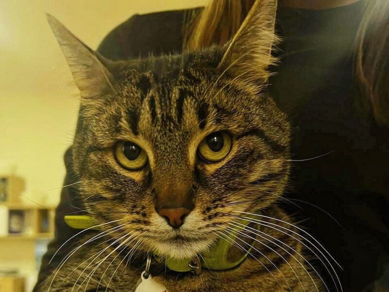 Кіт Левчик на руках у Садового подякував послу Нідерландів за дозвіл стріляти їхньою зброєю по РФ Кіт Левчик на руках у Садового подякував послу Нідерландів за дозвіл стріляти їхньою зброєю по РФ