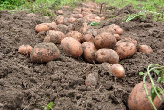 Посадіть ці рослини на городі після картоплі: наступного року зберете потрійний урожай