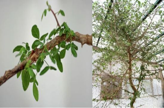 Вчені виростили вимерле дерево з насіння віком 1000 років: його цілющі властивості згадані у Біблії