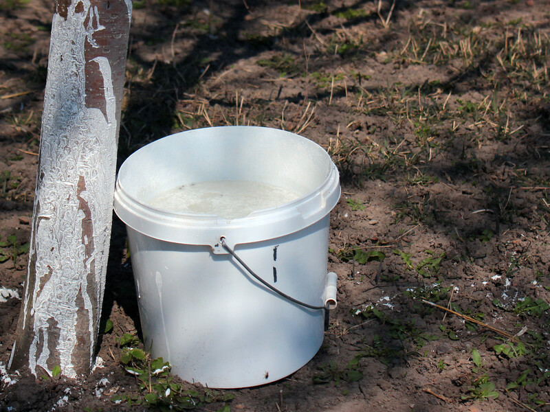 Додайте цей порошок у розчин для біління дерев – і червʼяки й плодова муха не будуть їсти плоди