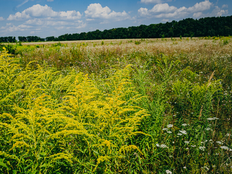 Зробіть це вчасно – і амброзія зникне з ділянки. Перевірені способи боротьби з бур'яном-алергеном Зробіть це вчасно – і амброзія зникне з ділянки. Перевірені способи боротьби з бур'яном-алергеном