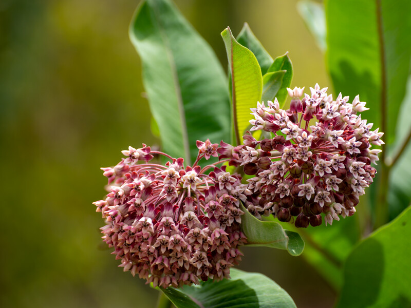 Ця рослина "вбиває повільно й вишукано". Як знищити ваточник – красиву, але дуже небезпечну рослину Ця рослина "вбиває повільно й вишукано". Як знищити ваточник – красиву, але дуже небезпечну рослину