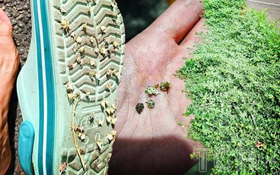 Київ стає пустелею: мешканці скаржаться на засилля колючої рослини-чужинця у місті