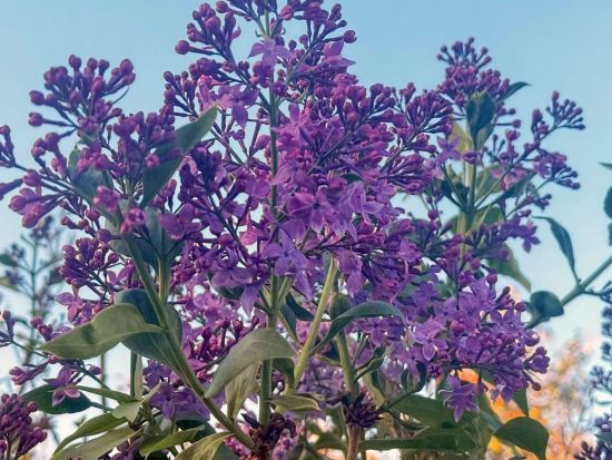 Несподіваний символ життя посеред руїн війни: у Херсоні наприкінці вересня зацвів бузок