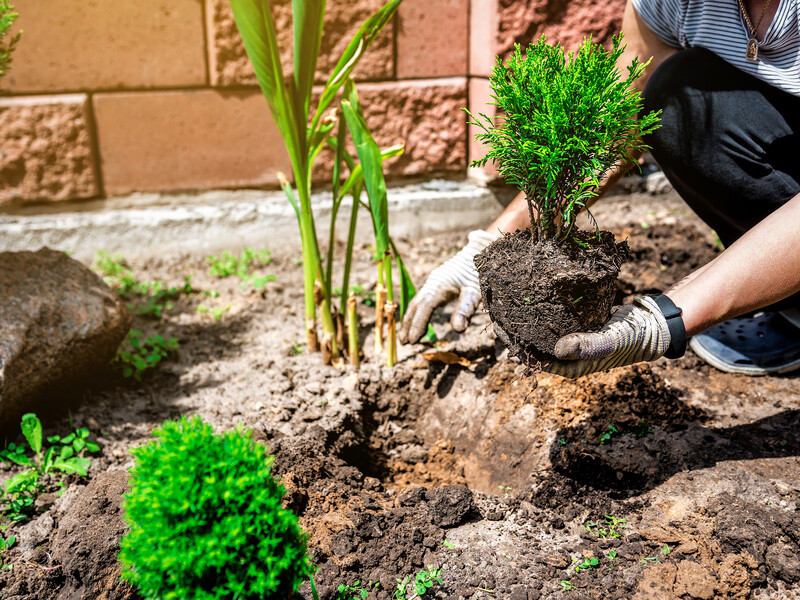 Найлегший спосіб вкорінення гілочки туї восени – занурьте живець у цей розчин і посадіть у ґрунт