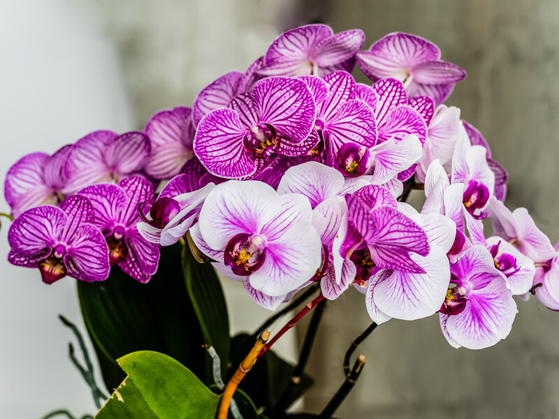 Раз на тиждень робіть цей "спритний трюк" – і орхідеї "цвістимуть як божевільні"
