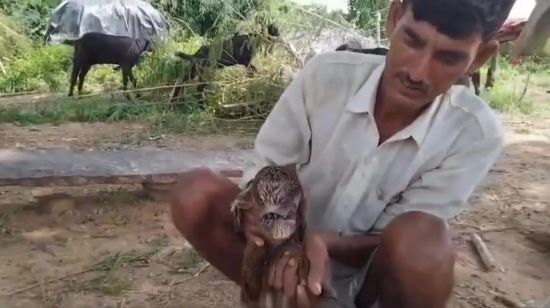 Козеня-мутант зі зрощеними очима змусило місцевих повірити в іншопланетян: фото тварини