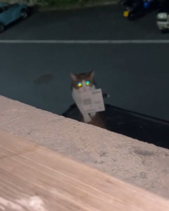 Кіт приніс додому виграшний лотерейний білет: "Вкрав у сусіда" (відео)