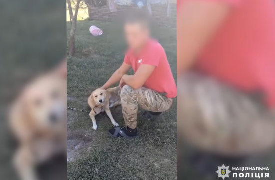 Дивом вижив в п’ятий раз: на Рівненщині рятують собаку, якого побили на очах у дітей