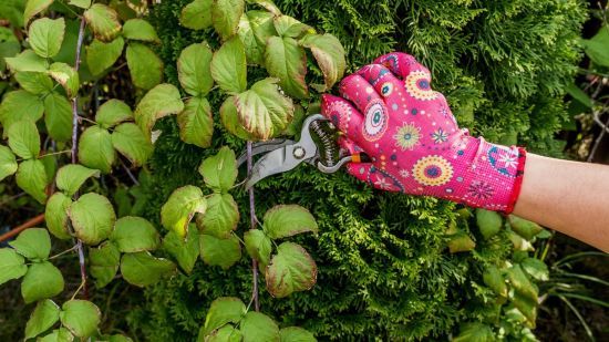 Догляд за малиною восени: як правильно обрізати, як захистити від шкідників, як підготувати до зими