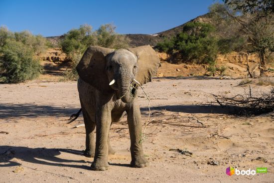 У Намібії вб'ють понад 700 диких тварин, щоб подолати голод та пережити посуху - AFP