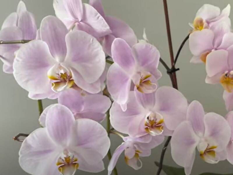 Залийте це окропом – й орхідея швидко зацвіте. Рецепт підживлення зі 100% результатом Залийте це окропом – й орхідея швидко зацвіте. Рецепт підживлення зі 100% результатом