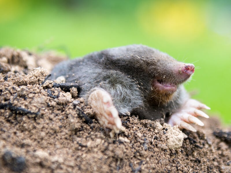 Поставте це на ділянці – і кроти підуть. "Трохи шумний", але ефективний спосіб позбутися шкідників Поставте це на ділянці – і кроти підуть. "Трохи шумний", але ефективний спосіб позбутися шкідників