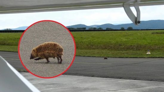 У Німеччині їжак паралізував роботу аеродрому: що сталося