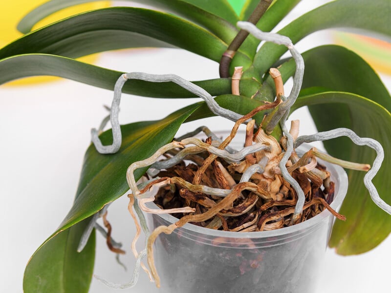 Настоюйте це три години – і в орхідеї з'являться нові квітконоси. Рецепт ефективного підживлення Настоюйте це три години – і в орхідеї з'являться нові квітконоси. Рецепт ефективного підживлення