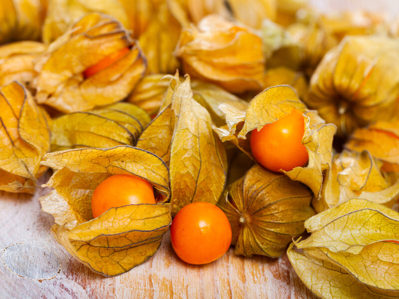 Настій цих плодів вживають у разі подагри і шпор. Фізаліс і його корисні властивості Настій цих плодів вживають у разі подагри і шпор. Фізаліс і його корисні властивості