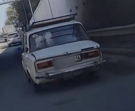 Водій запхав у "Жигулі" двох корів та катався містом – відео