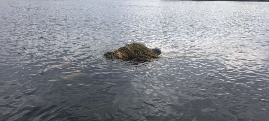 У водоростях на кордоні з Молдовою знайшли тіло ухилянта (фото)