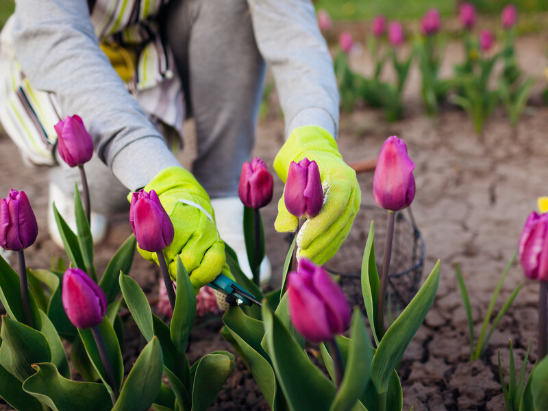 Зробіть це із цибулиною тюльпана у вересні – і він весною випустить не листя, а великі квіти Зробіть це із цибулиною тюльпана у вересні – і він весною випустить не листя, а великі квіти