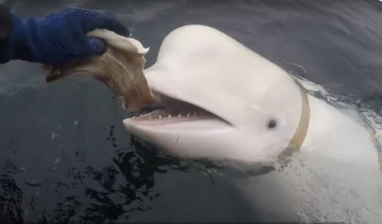 Знаменитий "кит-шпигун" раптово помер біля берегів Норвегії