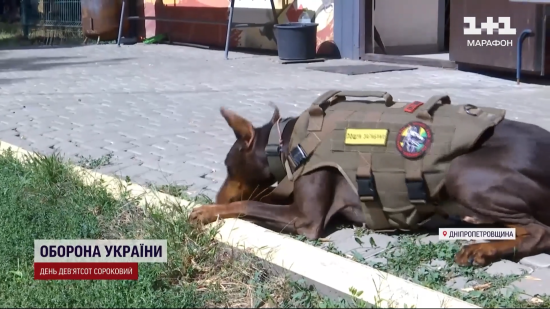 Впізнають "запах смерті": як в Україні собаки шукають тіла загиблих воїнів (фото, відео)