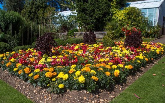 Посадіть ці квіти восени – і ваш сад зацвіте вже в березні