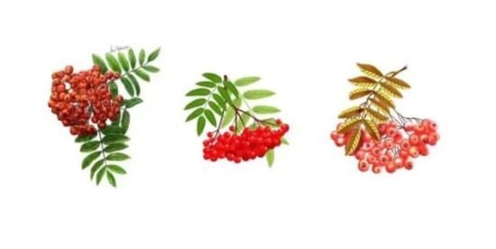 Що на вас чекає цього місяця: виберіть гілку горобини, щоб дізнатися